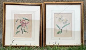 Pair Vintage Botanical Colored Etchings Professionally Framed Orchid Specimens