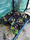 Strawberry Plants Alpine X 6 In 9Cm Pots Collection Only