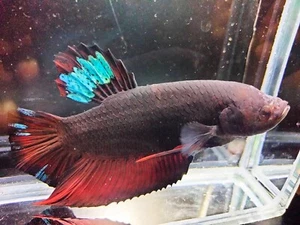 Live Betta Fish Giant HMPK Avatar Vampire Green Male High quality BigSize - Picture 1 of 8