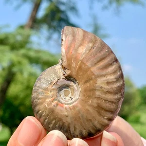 43G Rainbow!! Natürlicher Tentakel Ammonit Fossil Präparat Muschel Heilung Madagaskar - Bild 1 von 24