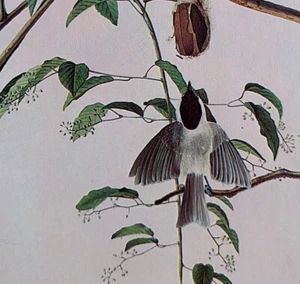 John James Audubon CAROLINA CHICKADEE Vintage Book Plate Art Print 377 - Picture 1 of 3