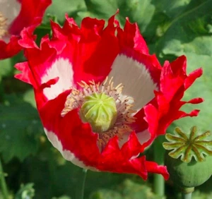 Mohn Mohnblume „dänischer Zwerg“ Samen rot weiß Blumensamen - Bild 1 von 1