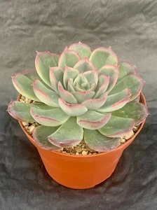 Echeveria Hercules - Bild 1 von 1