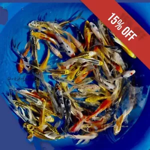 25-Lot Assorted 2"-4" Live koi Standard fin fish mixed lot pkf - Picture 1 of 5