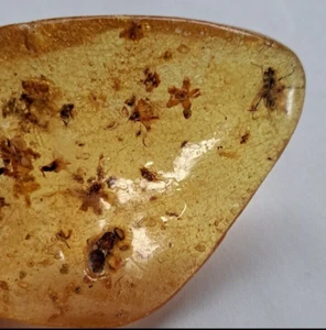 A Pair(2) Ancient Amber Fossil Specimens W/ Various Insects - Picture 1 of 10