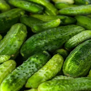 1/4 Lb Boston Pickling Cucumber Seeds - Everwilde Farms Mylar Seed Packet - Picture 1 of 2