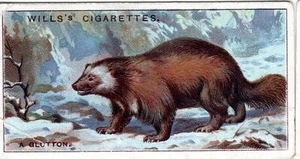 3rd series Cigarette cards from WD & HO Wills, Do You Know #23 Why Glutton is? - Picture 1 of 2