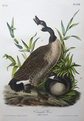 Audubon 1st ed Octavo  CANADA GOOSE   Birds of America  1840 original  plate 376 - Image 1 of 4