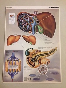 Tavola di anatomia a colori vintage Il Fegato + scheda tecnica - Picture 1 of 1