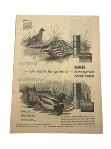 1957 Winchester Ranger Munition VTG Print Anzeige 8,5x11 ~ Wachtel Ente Huhn - Bild 1 von 3