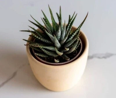 Haworthia Attenuata cebra cebrina exótica rara suculenta cactus Foto 1 de 2