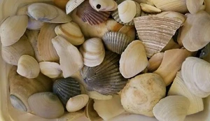 Lot of 8 oz Natural Atlantic Small/Medium and Part Large SeaShells Clam Scallop - Picture 1 of 1