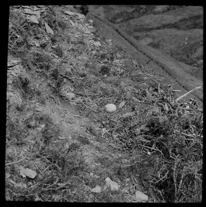 Linterna Mágica Diapositiva NIDO Y HUEVOS DE BUITRE C1920 FOTO PÁJARO ORNITOLOGÍA - Imagen 1 de 3