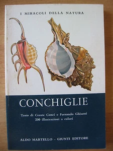 CONCHIGLIE - ALDO MERTELLO  - Picture 1 of 1