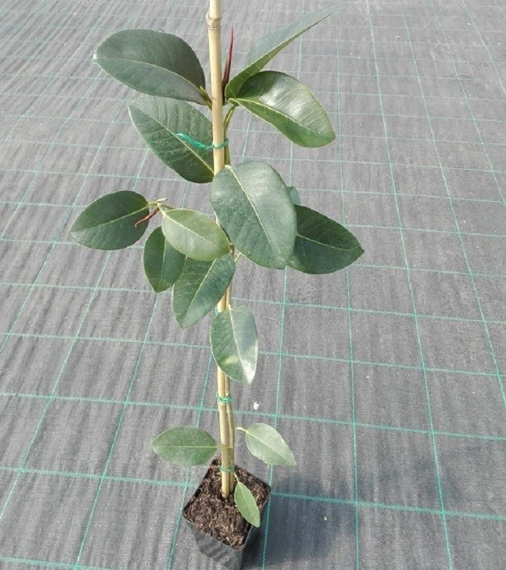 PIANTEWEB Albero Ficus Macrophylla