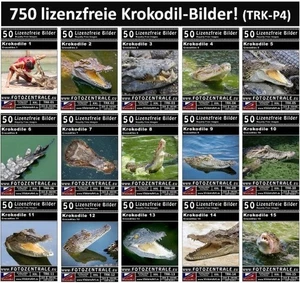 750 Lizenzfreie Krokodil-Bilder! Alligatoren Reptilien NP 103,- - Bild 1 von 16