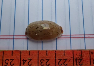 Hübsche Cypraea isabella, 22,5mm f++, Madagaskar - Bild 1 von 4