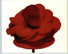 1980 Irving Penn ORIGINAL Firebrand Red Begonia Flower Art Photo 11" X 14"