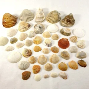 Natural Shells Assorted Lot of 47 Crafting Nautical Beach Decor Seashells - Picture 1 of 9