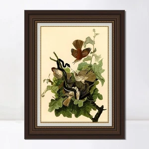 Lienzo enmarcado impresión de giclee zorzal ferruginoso por John James Audubon decoración del hogar - Imagen 1 de 13