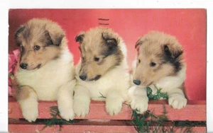 Vintage Postkarte - Drei Collies Welpen wie Lassie - Bild 1 von 2