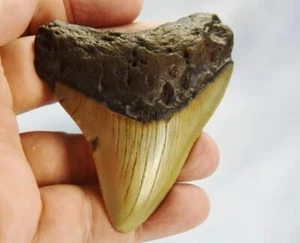 Megalodon Shark Teeth XLG Real FOSSIL 5 - 24 million year old 84mm 3.3" 613cc - Picture 1 of 14