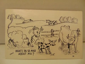 D2762 Postcard Comic Whats Pa so mad about Ma Bull cattle cow - Picture 1 of 2