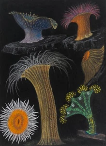 Philip Henry Gosse : "Anemones and Stalked Jellyfish" — Giclee Fine Art Print - Picture 1 of 7