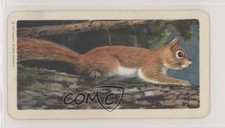 1962 Brooke Bond Rose Animals of North America Series 2 Tea Red Squirrel #40 0t5
