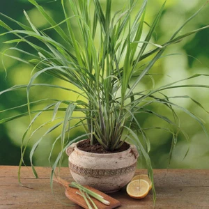 Lemongrass 'Tasty Lemon' Extra Large Plug Plant x 3. Authentic Thai herb. - Picture 1 of 3