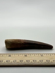 Spinosaurus 3.25” TOOTH Teeth Dinosaur Fossil before T Rex Cretaceous SC 147 - Picture 1 of 5