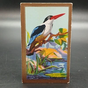 1926 Cavanders Foreign Birds Black-Capped Kingfisher Gold Tobacco Cigarette Card - Picture 1 of 2