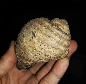 AMAZING AMMONITE!! FOSSIL GASTROPODA, TONNIDAE, FROM JAVA, INDONESIA, 70MM - Picture 1 of 6
