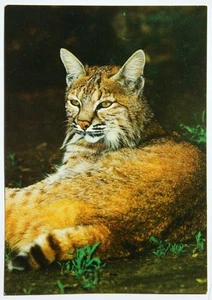 Postkarte Rotluchs - Bild 1 von 2