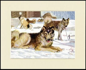 SIBERIAN HUSKY SCHLITTENHUNDE SCHÖNER DRUCK RAHMENFERTIG MONTIERT - Bild 1 von 1