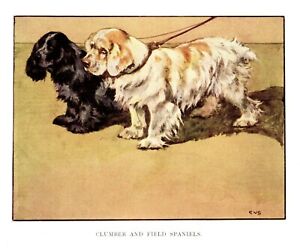 c1920 Antique Field Spaniel Dog Art Print Vernon Stokes Clumber Spaniel 4253e