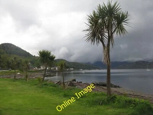 Photo 12x8 Cabbage palms near Auchenlochan Also known as Cabbage trees [Co c2014 - Picture 1 of 1