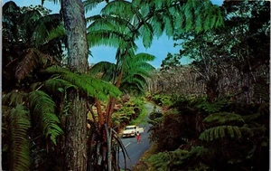 Vintage Hawaii HI Postcard Old Car in the middle of the Fern Forest Kilauea - Picture 1 of 3