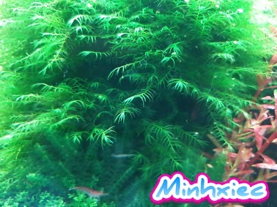 x 20 leaves Phoenix Moss _ US Fissidens Moss. Aquarium live plant - image 1 of 4