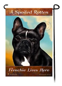 Hier lebt ein verwöhnter fauler schwarz-weißer Frenchie - Bild 1 von 1