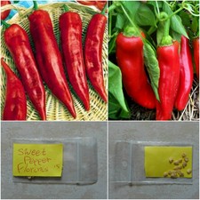 Greek Traditional Sweet Pepper ''Florinis'' ~15 Top Quality Seeds -Special Grill