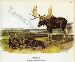James & Woodhouse Audubon Moose (Clinton) 1968 página de libro arte (1436) - Imagen 1 de 1
