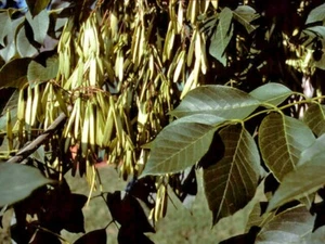 20 WHITE ASH SEEEDS - Fraxinus americana - Picture 1 of 9