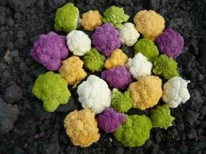 400 SAMEN in GRÜN-GELB-LILA-WEIßER BLUMENKOHL-Mischung + Geschenk - Bild 1 von 1
