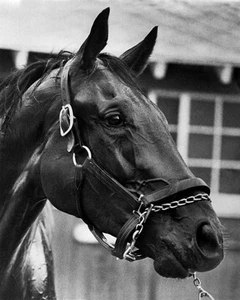 Champion Racehorse FOREGO Glossy 8x10 Photo Poster Print Horse Racing