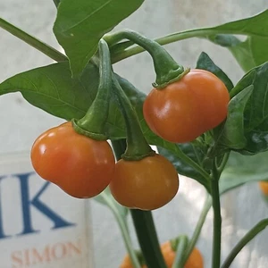 Pitanga Laranja, 10 semillas , Capsicum baccatum (544) - Picture 1 of 1