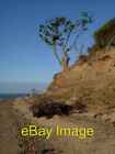 Photo 6X4 On The Brink East Mersea An Oak Tree Has Not Long To Live Due T C2005