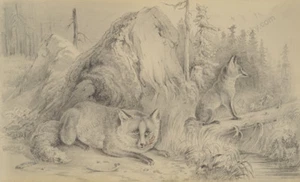 Otto Arnz (1823-aft. 1860) "Fox Family", drawing, ca. 1850 - Picture 1 of 8