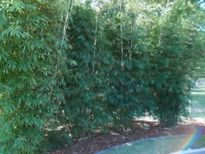 Gracilis Bamboo x10 (Slenders Weavers) - Picture 1 of 4