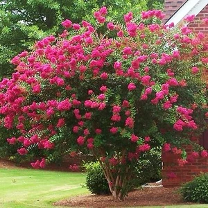 Watermelon Red Crepe Myrtle Seeds, Flowering Shrub Seeds - Picture 1 of 2